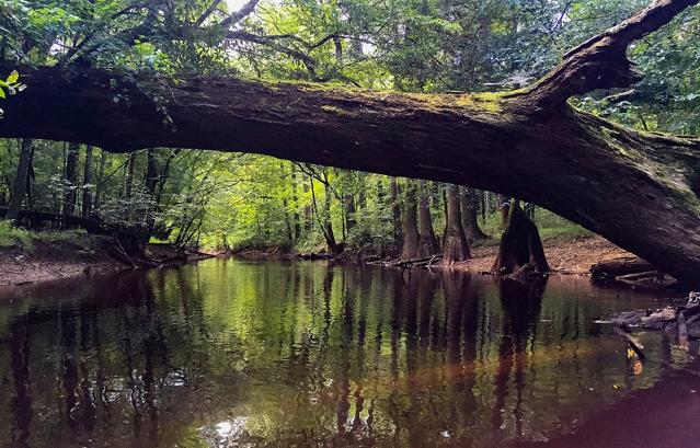 Congaree National Park